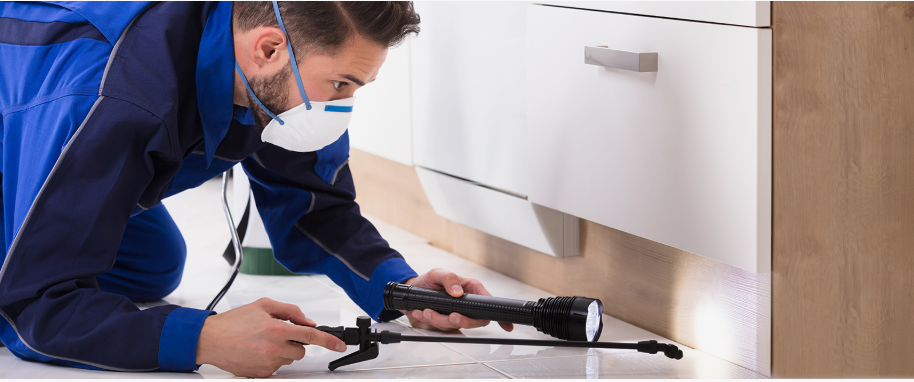 Laguna Hills pest xpert removal